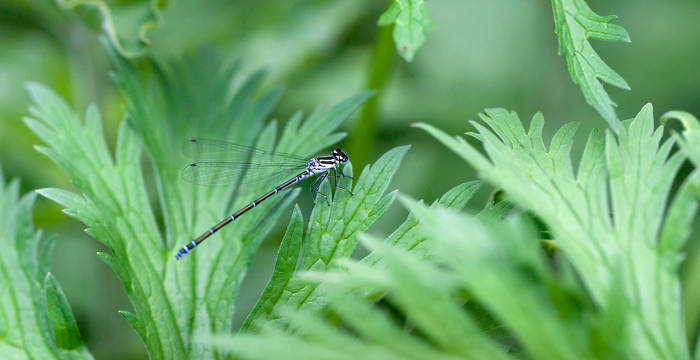 Kleinlibelle © Matthias Sorg