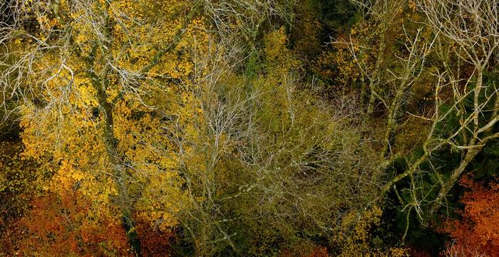 Herbstwald