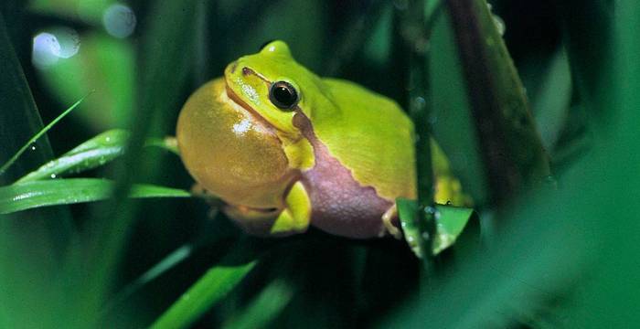 Laubfrosch © Urs Tester