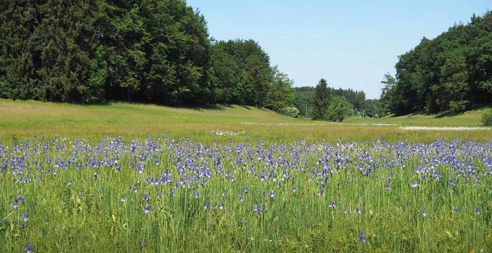 Drumlinlandschaft