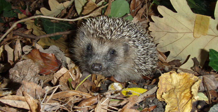 Igel (c) Igelzentrum Zürich