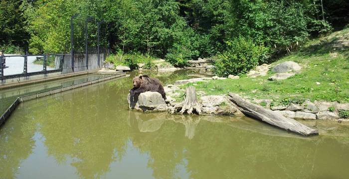 Bär im Langenberg © Matthias Wüst