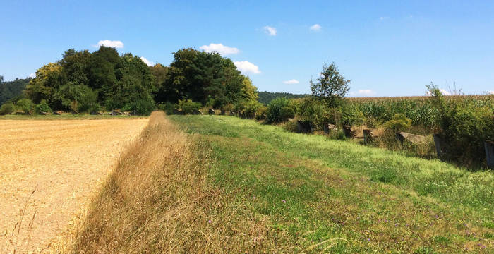 Altgrasstreifen