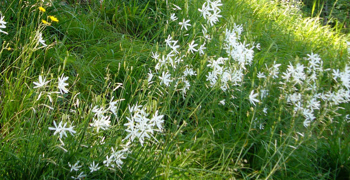 Astlose Graslilie © Regula Dickenmann