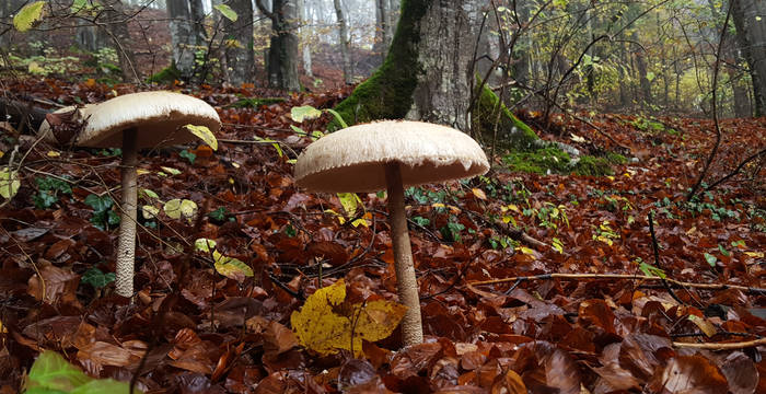 Parasolpilze © Pro Natura Schaffhausen