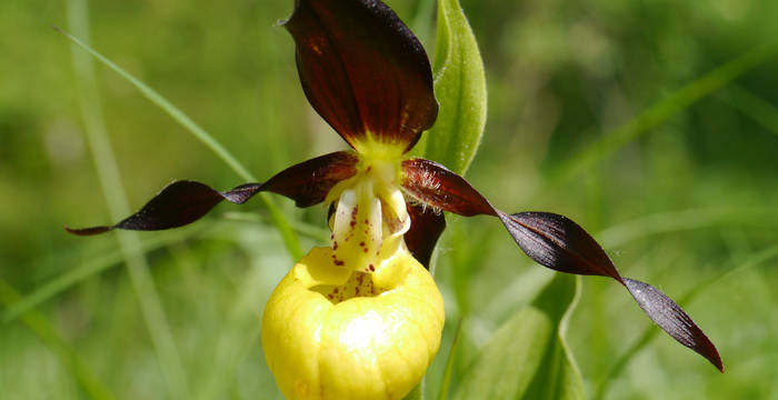 Frauenschuh im lichten Wald © Peter Grutsch