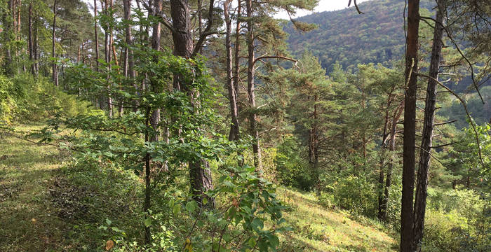 Föhrenwald im Naturschutzgebiet Laadel © Pro Natura Schaffhausen