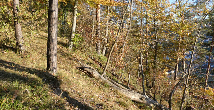 Lichter Wald in Dättlikon © Peter Grutsch