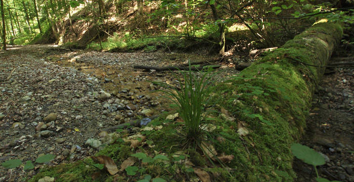 Liegendes Totholz im Bärtobel (Tösstal) © Andreas Hasler
