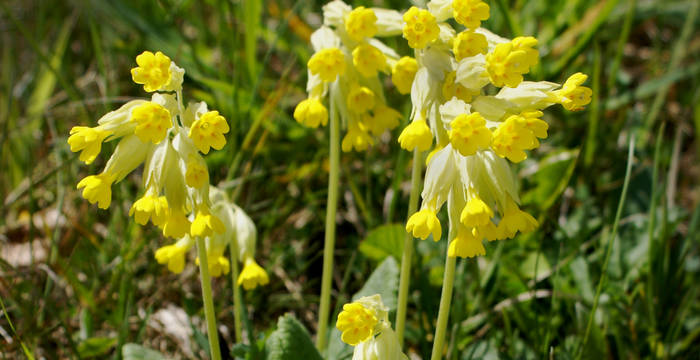 Frühlings-Schlüsselblume © Matthias Wüst