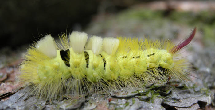 Raupe eines Buchen-Streckfusses © Peter Grutsch
