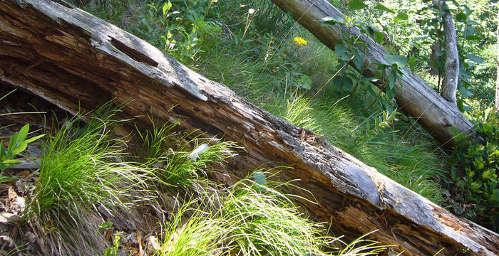 Totholz in Bachs © Regula Dickenmann