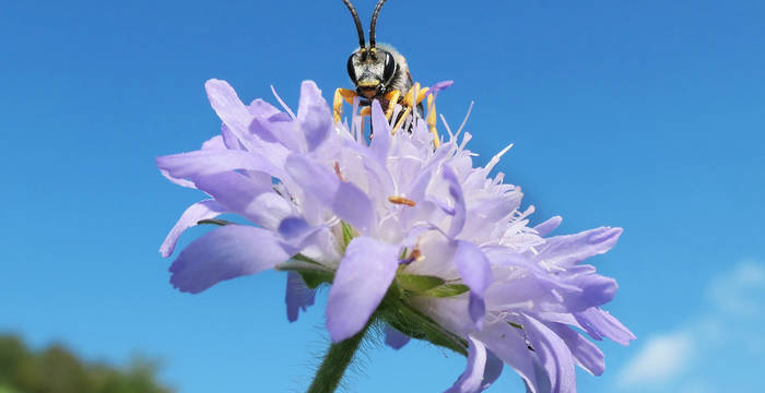 Gelbbindige Furchenbiene auf Feld-Witwenblume