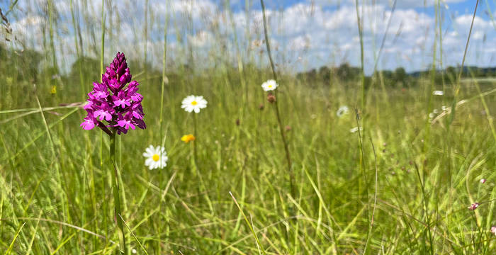 Spitzorchis auf Magerwiese © Larissa von Buol