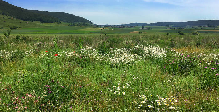 Buntbrache © Larissa von Buol