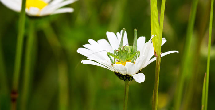 In den Magerwiesen finden viele Heuschrecken einen Lebensraum © Beat Hauenstein / naturfotograf.ch