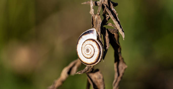 Viele Schneckenarten sind auf Magerwiesen angewiesen © Beat Hauenstein / naturfotograf.ch