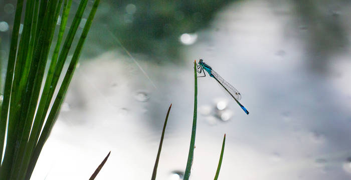 Von den neu gestalteten Gewässern profitieren auch viele Libellenarten © Beat Hauenstein / naturfotograf.ch