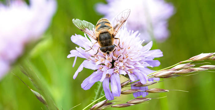 Schwebfliege auf Witwenblume