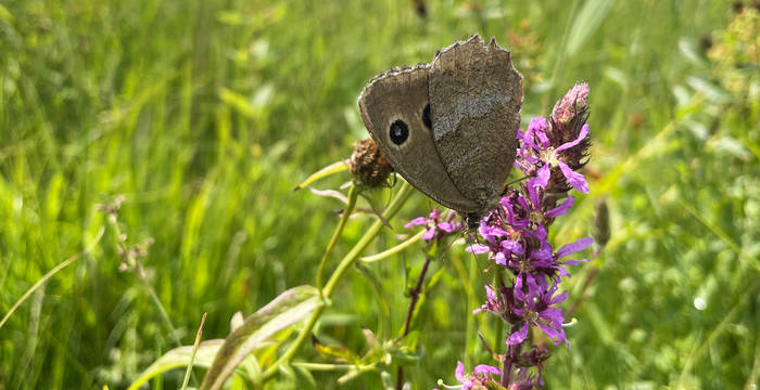 Blauauge (Minois dryas)