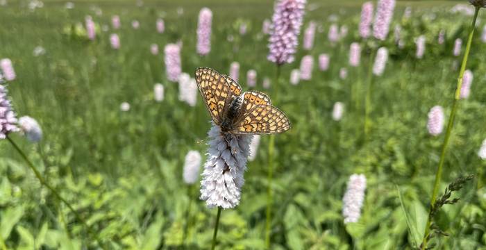 Moore bieten viel Biodiversität und sind wichtige Erholungsgebiete