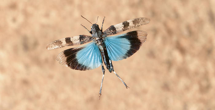 Blauflügelige_Ödlandschrecke_cr_Blickwinkel_F_Perseke