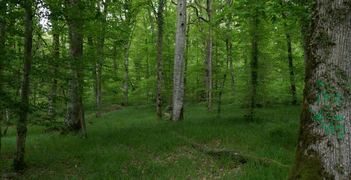 Aufgewerteter Wald für Fledermäuse @ Hansueli Alder