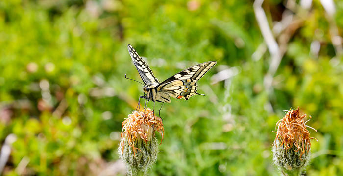 Schwalbenschwanz auf Blüte