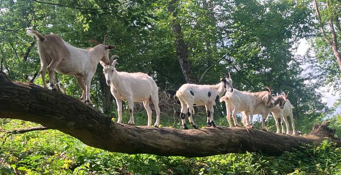 Ziegen im Wald