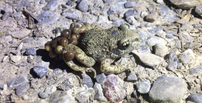 Glögglifrosch