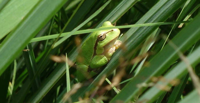 Laubfrosch