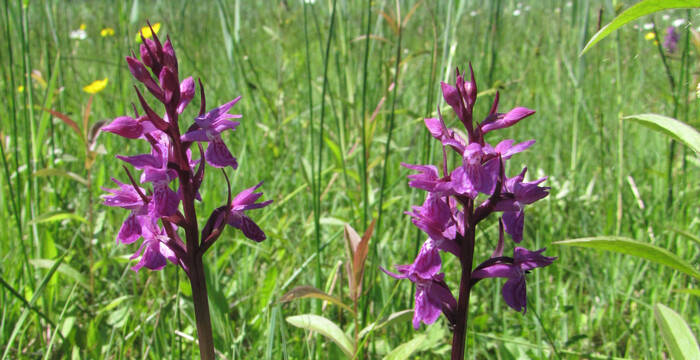 Traunsteiners Knabenkraut