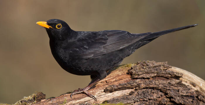 Amsel