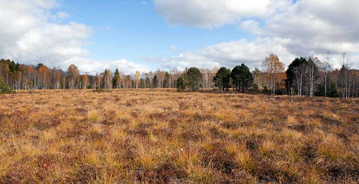 Moor