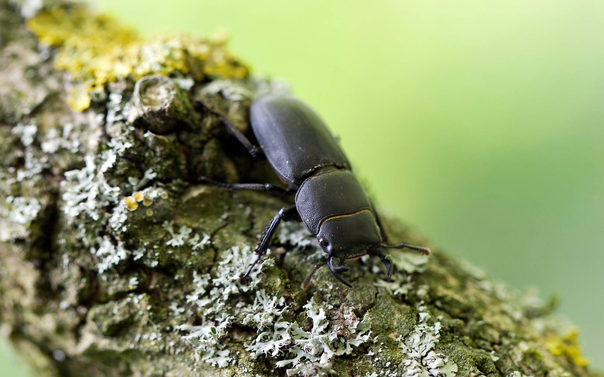 Balkenschröter © Matthias Sorg