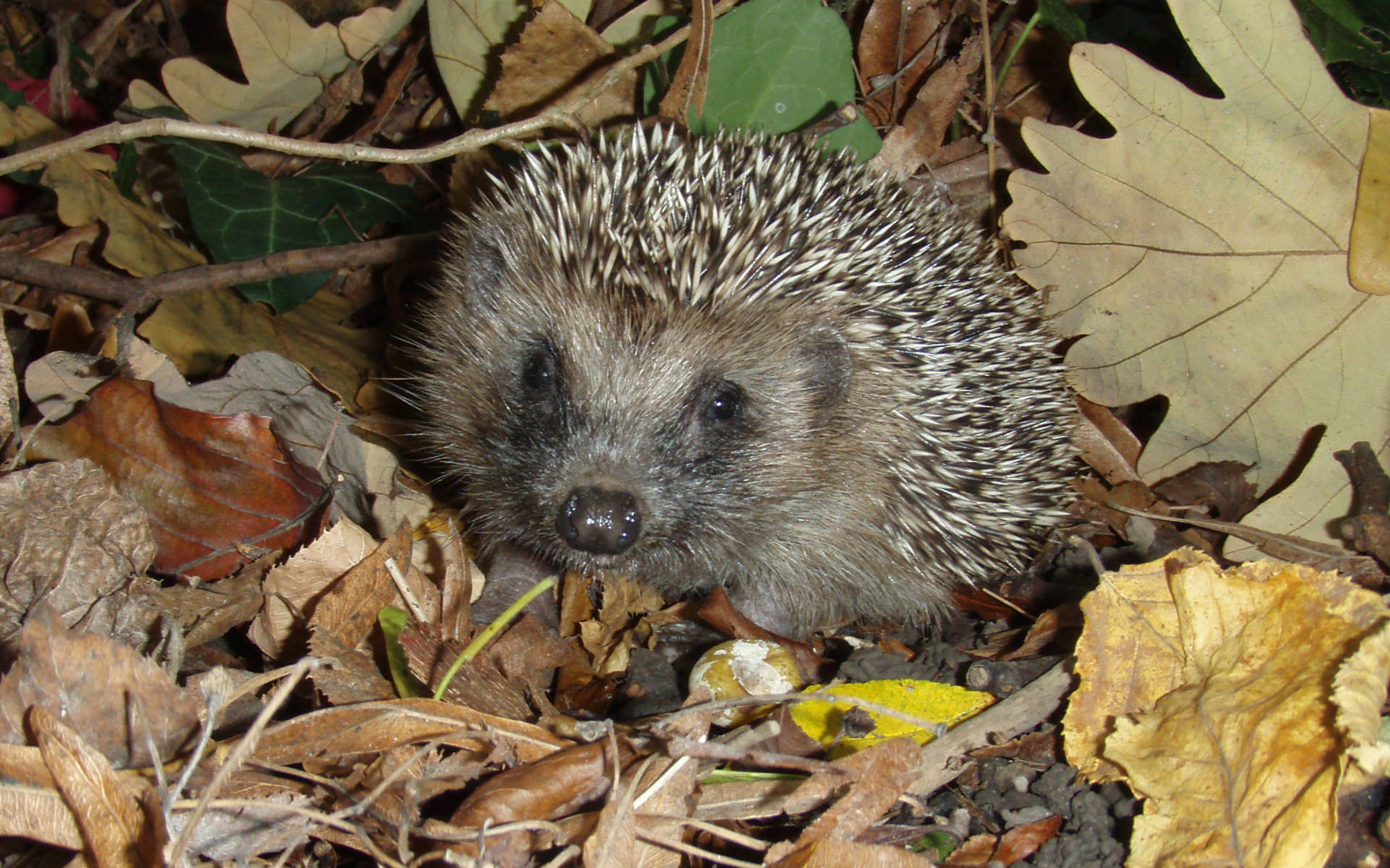 Igel (c) Igelzentrum Zürich