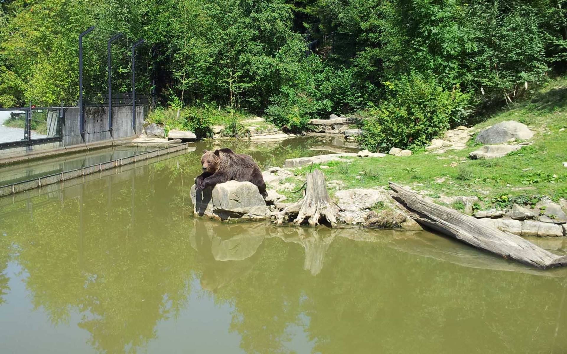 Bär im Langenberg © Matthias Wüst
