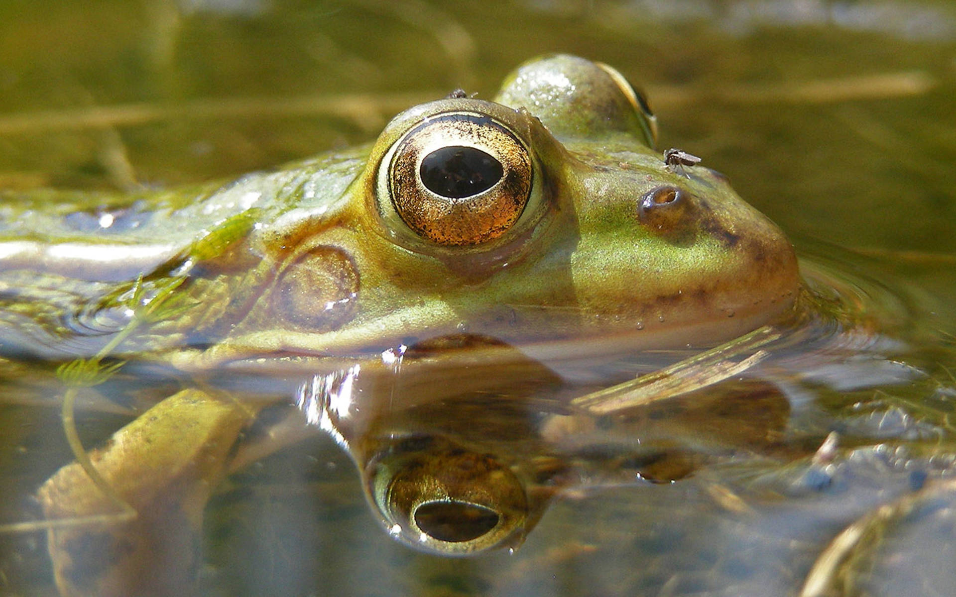 Kleiner Wasserfrosch im Teich ©  Hansruedi Wildermuth