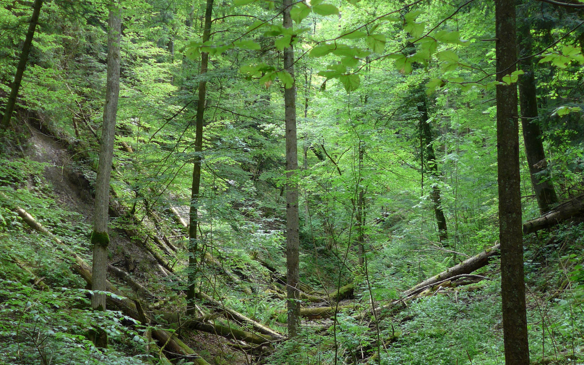 Länzertobel Naturwald © Pro Natura - Nora Hug