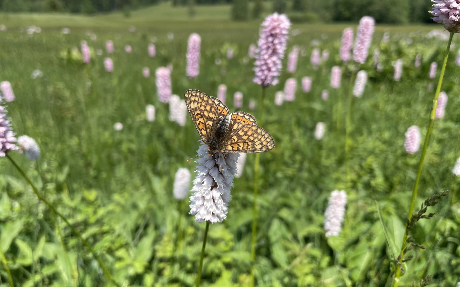 Moore bieten viel Biodiversität und sind wichtige Erholungsgebiete