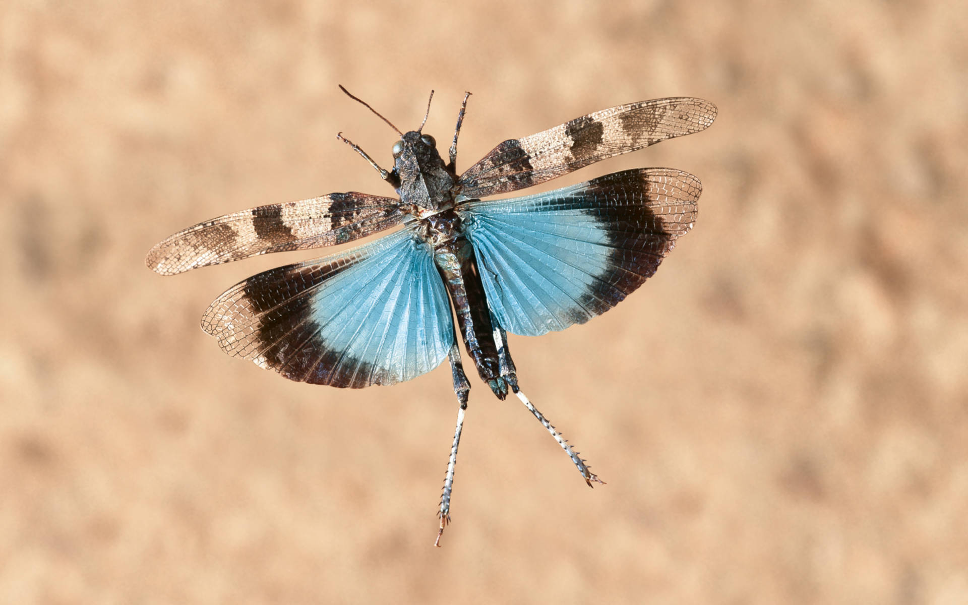 Blauflügelige_Ödlandschrecke_cr_Blickwinkel_F_Perseke