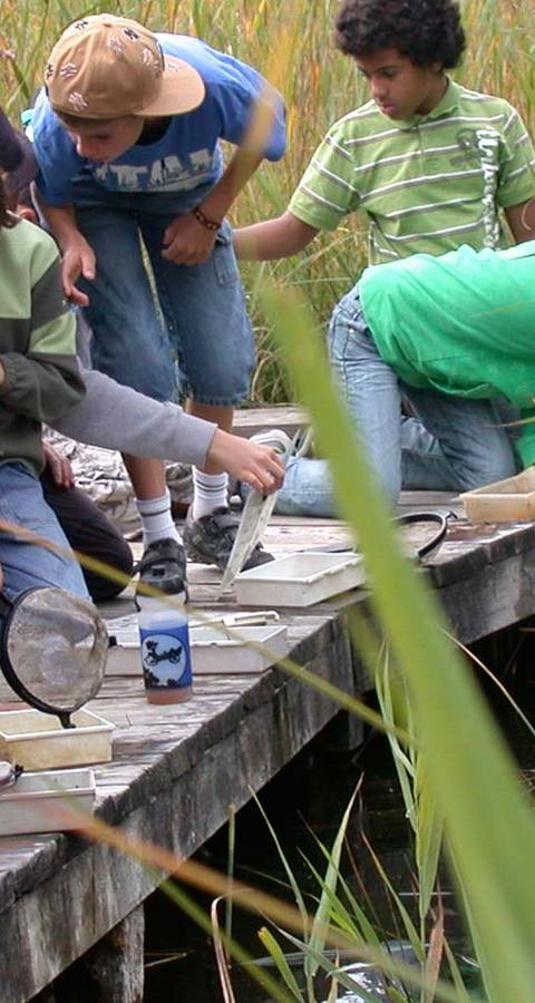 Kinder entdecken Amphibien