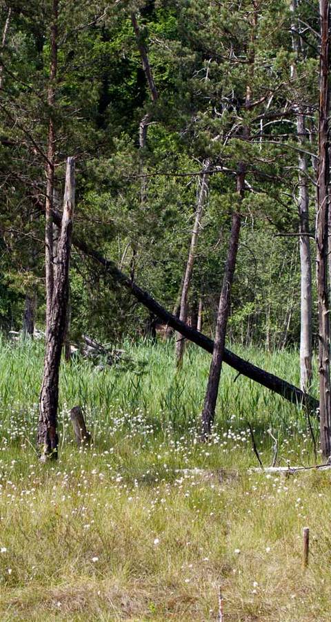 Moorlandschaft