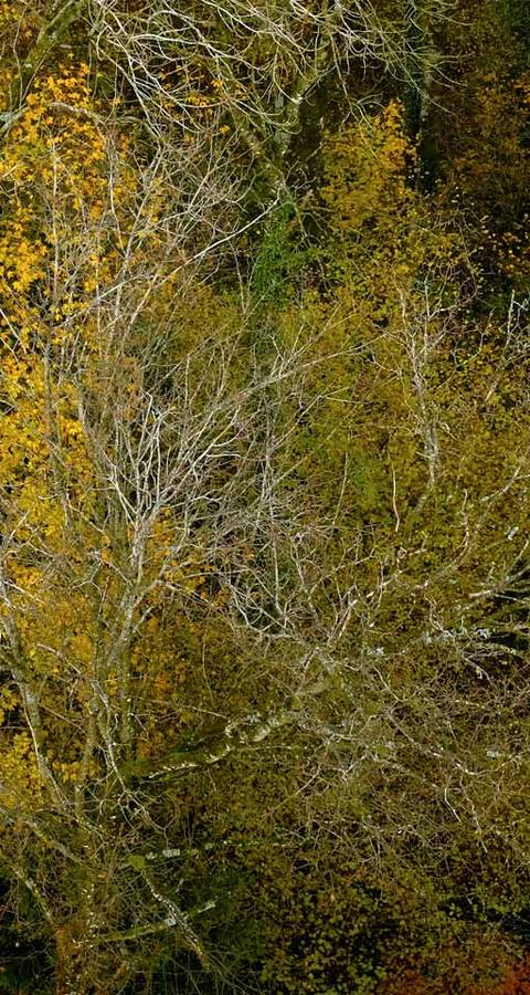 Herbstwald