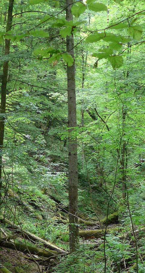 Länzertobel Naturwald
