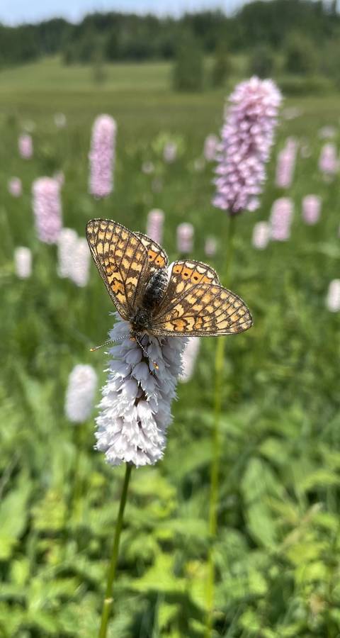 Moore bieten viel Biodiversität und sind wichtige Erholungsgebiete