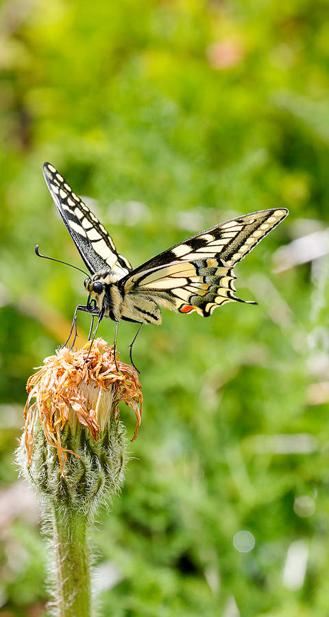 Schwalbenschwanz auf Blüte