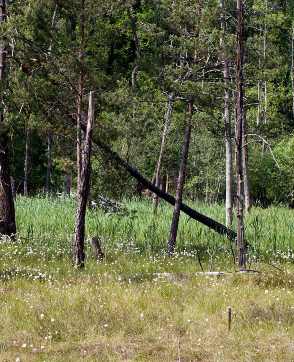 Moorlandschaft