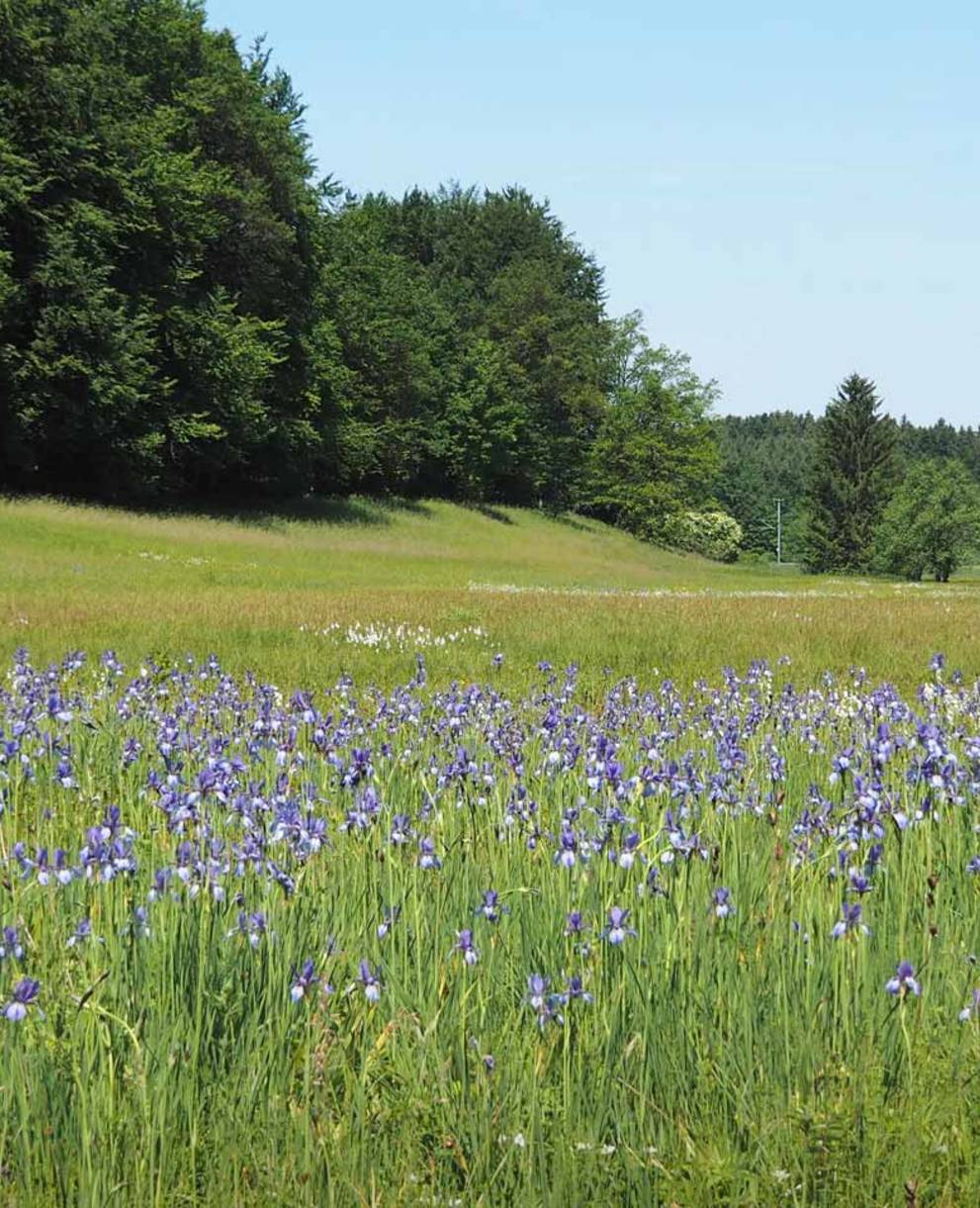 Drumlinlandschaft