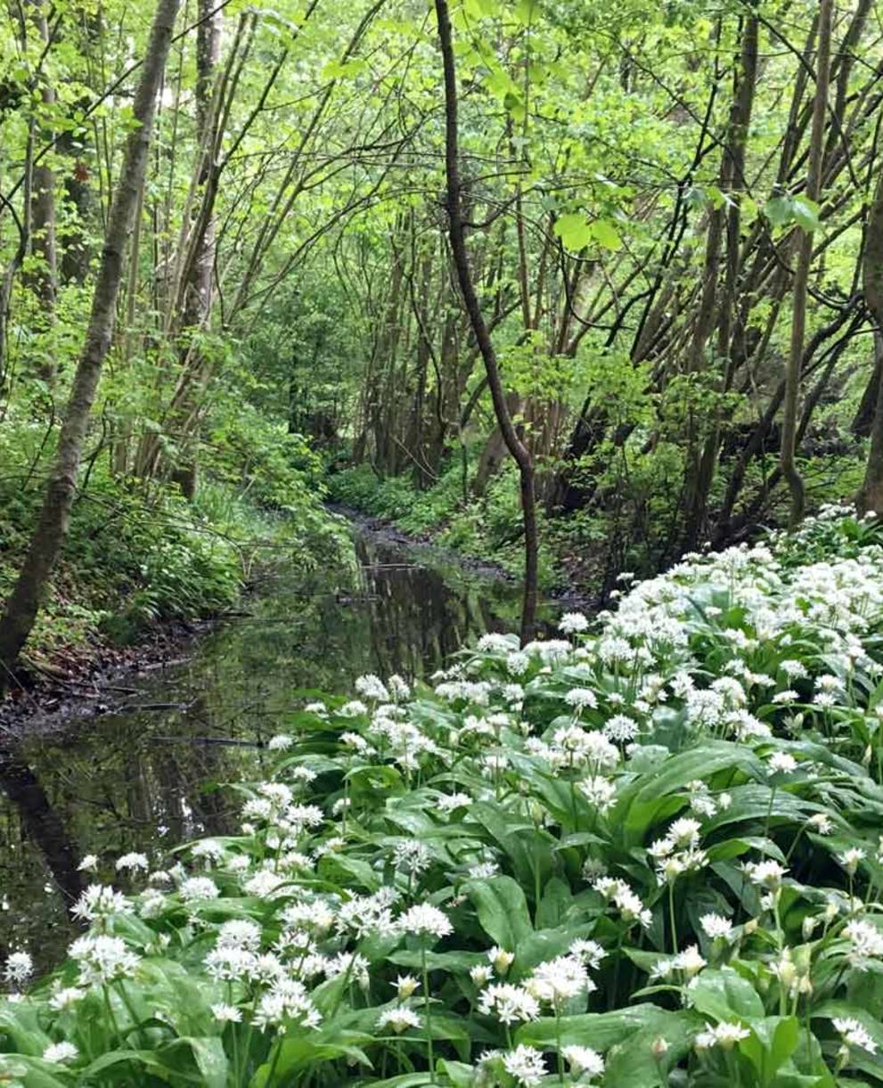 Naturschutzgebiet Haumühli